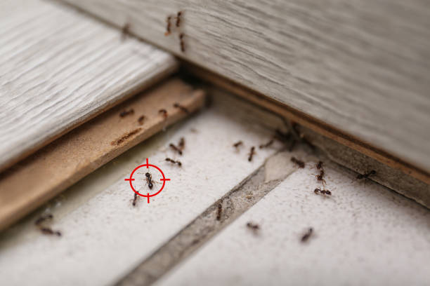 Best Flea Control Services  in Sperry, OK